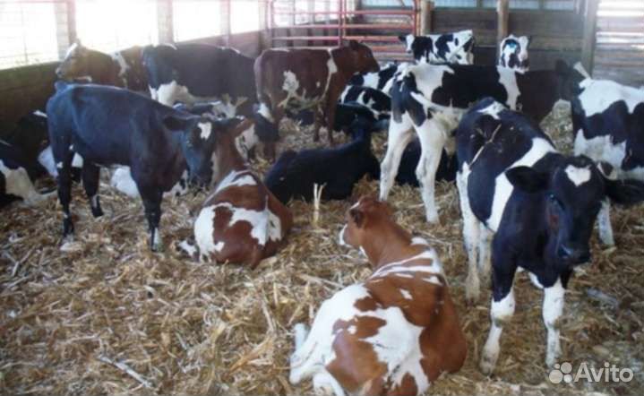 Бычки телята скороспелые
