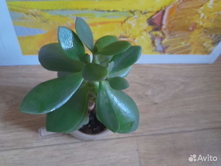 Денежное дерево