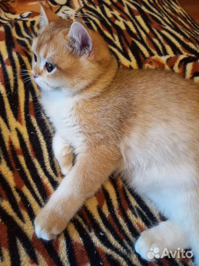 Малыши британской зотолой шиншиллы