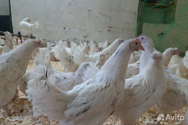 Куры молодка