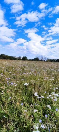 Мед горный(светлый)