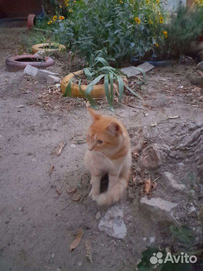 Кот рыжий в очень добрые ручки