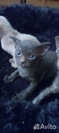 Черный котенок