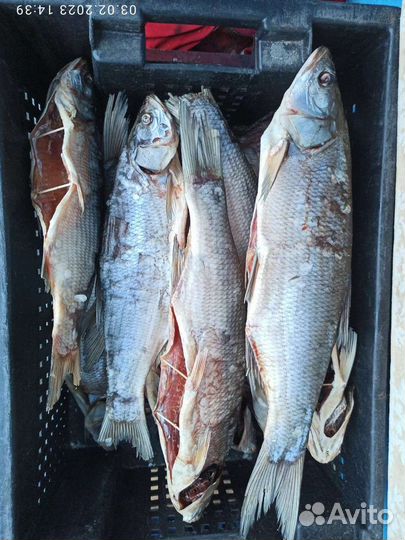 Вяленая рыба (вобла,чехонь,окунь,сорожка,корюшка