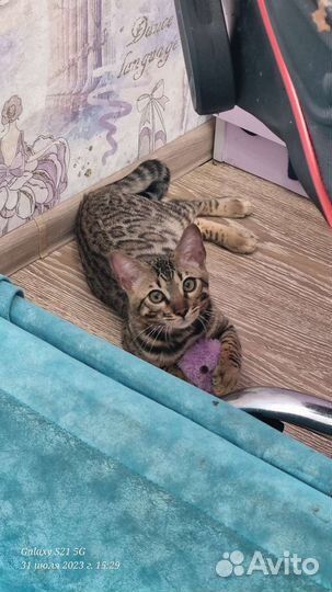 Бенгальский кот