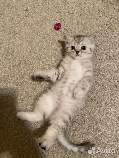 Британские котята
