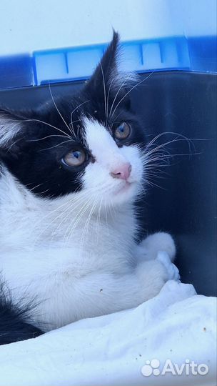 Красивый котенок