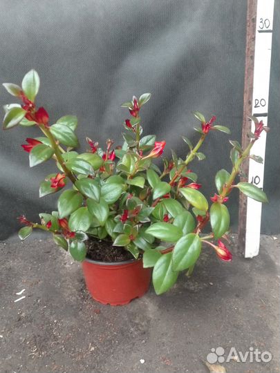 Нематантус,цветы рыбки, Эсхинантус