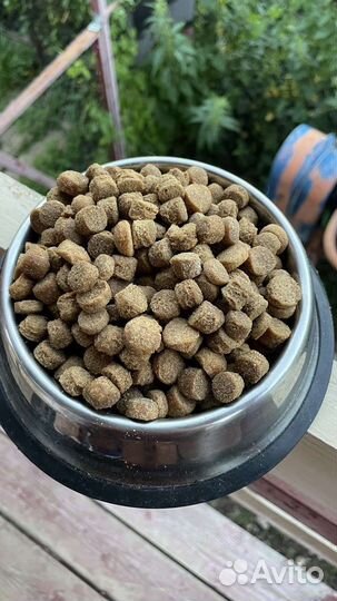 Сухой корм для собак