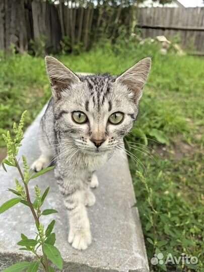 Ваш будущий друг