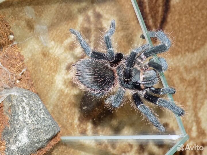 Аквариум (Паук)