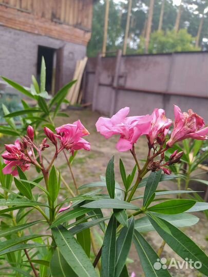 Олеандр махровый, розовый