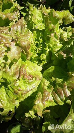 Листовой салат