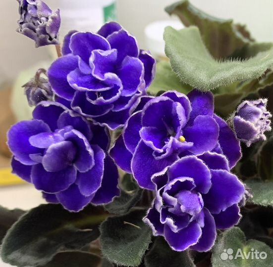 Фиалка (детки, стартеры)