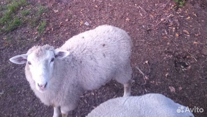 Бараны Овцы Ягнята Тексель Мясных пород овец
