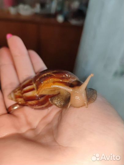 Улитки ахатины