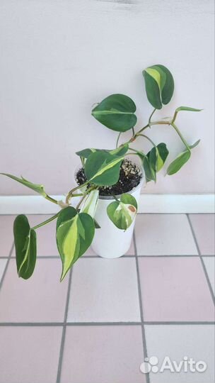 Филодендрон