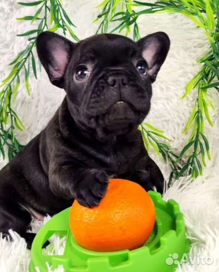 Французский бульдог чёрные щенки
