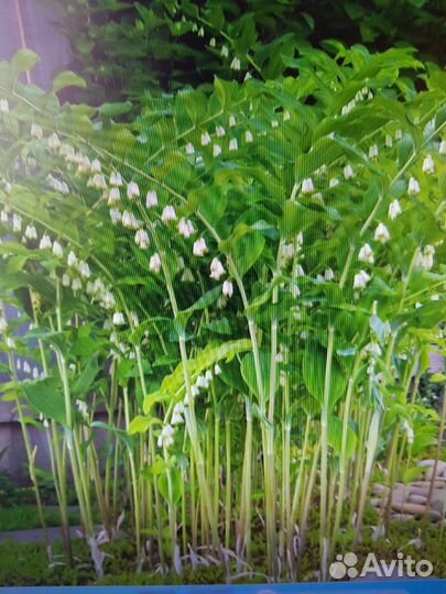 Пузыреплодник бард. Ива мелк.куст, береск