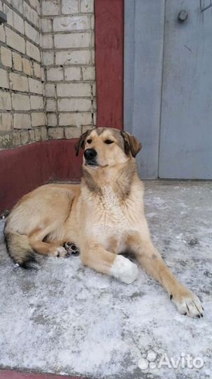 Собака Кекс охранник