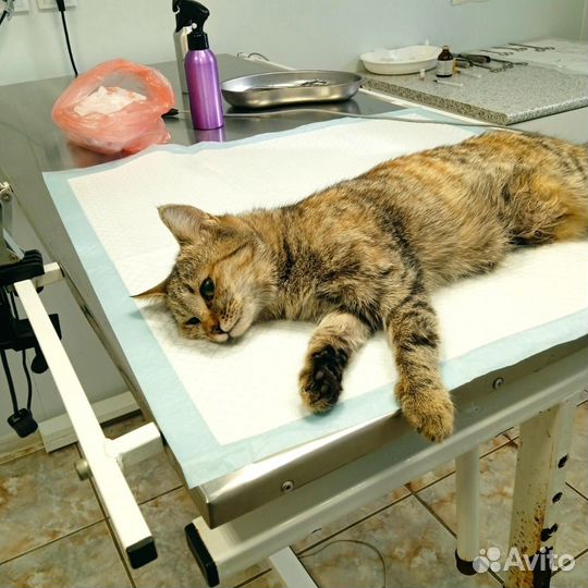 Отдам кошку в добрые руки стерилизована