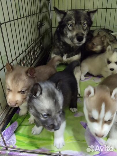 Щенки сибирской хаски