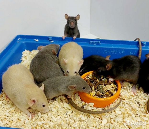 Крыса Дамбо