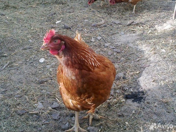 Куры несушки