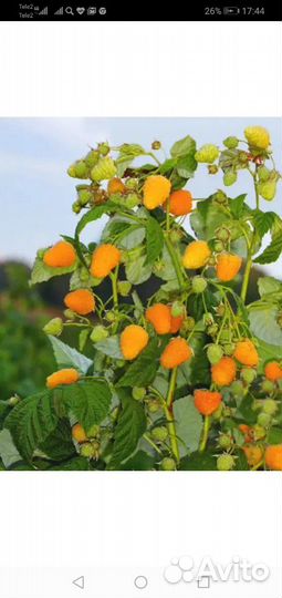 Малина желтая саженцы