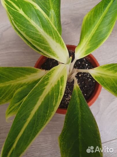 Аглаонема липстик грин