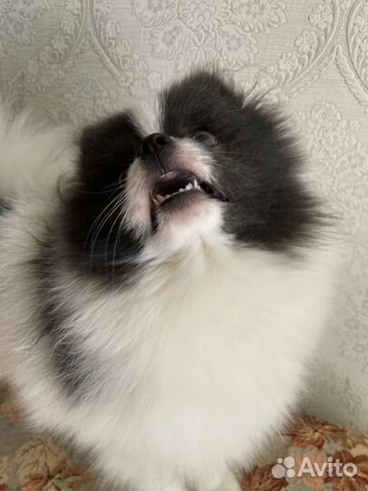 Померанский шпиц