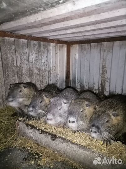 Нутрии на племя