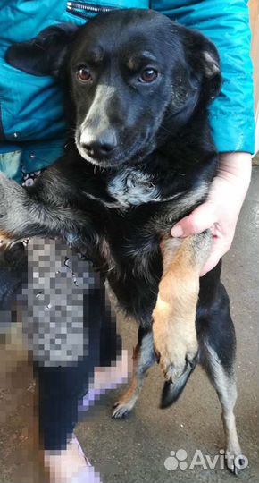 Девочка в добрые ручки