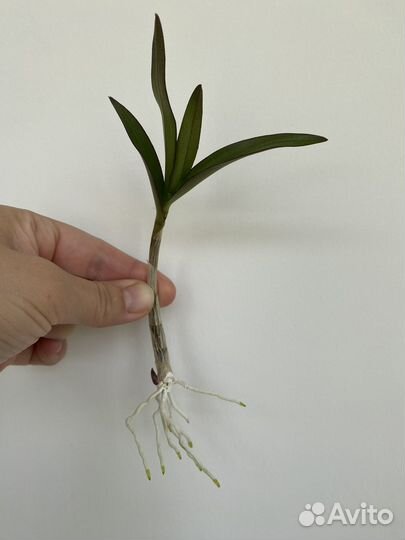 Орхидея Берри Ода ароматная