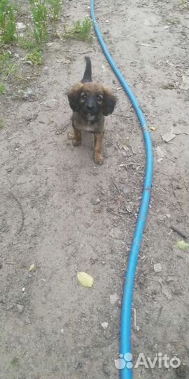 Щенок в добрые руки бесплатно спаниель