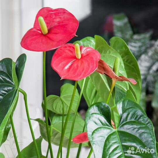 Антуриум в сером кашпо