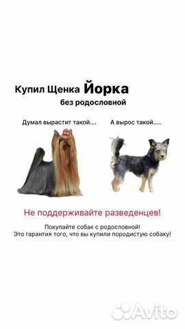 Бесплатная консультация по поеобретению щенка объявление продам