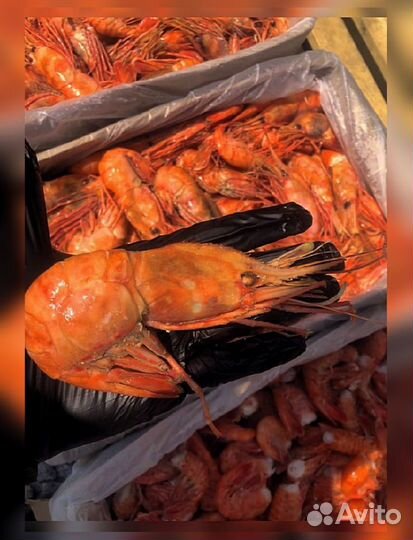 Краб, Креветка, Гребешок