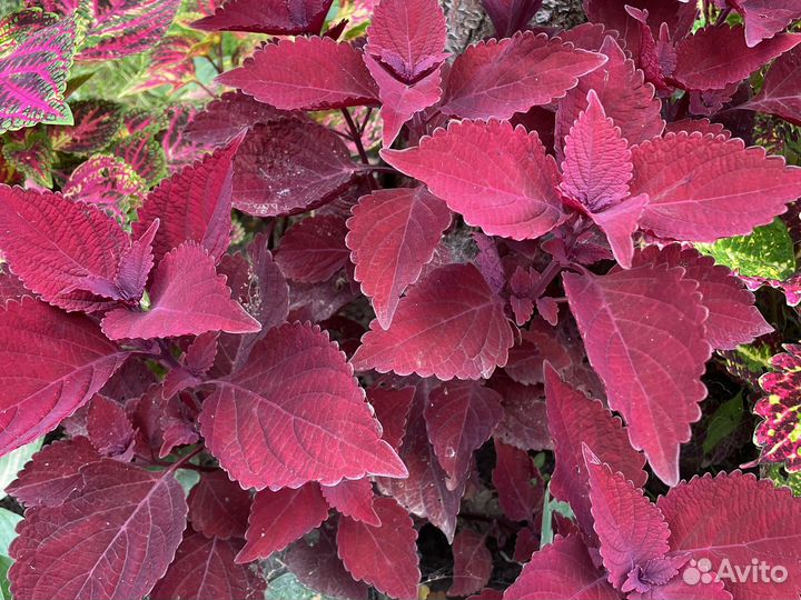 Колеусы 40 сортов