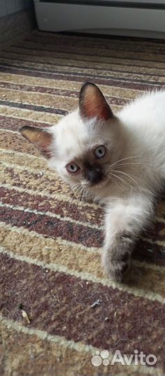Отдам кошечку в добрые руки