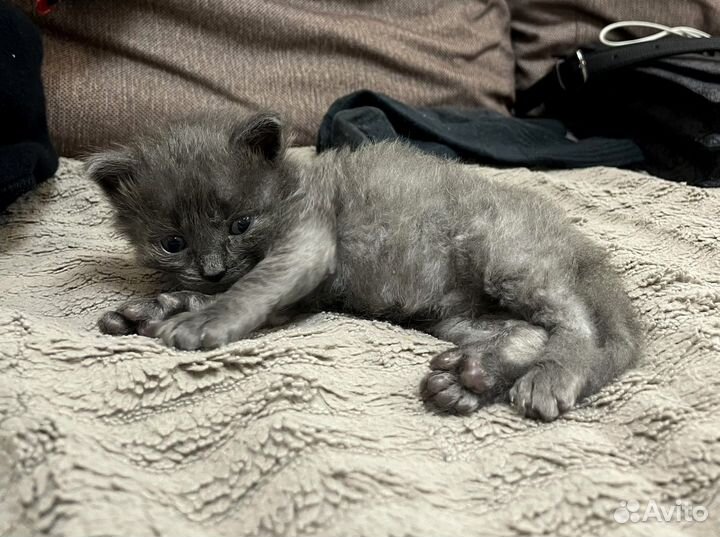Котенок