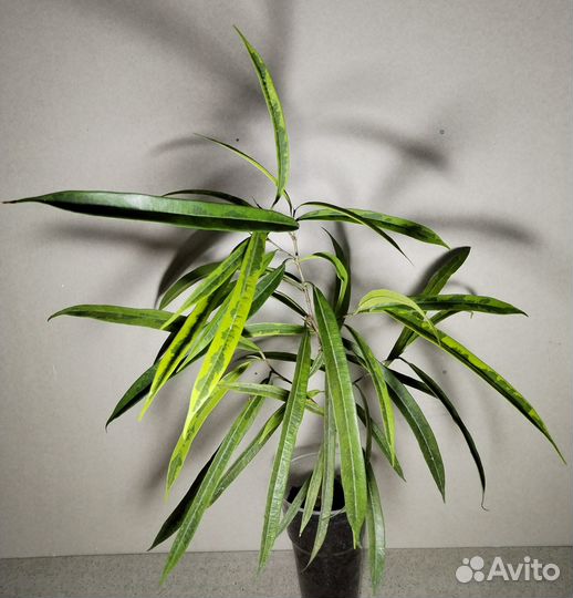 Фикус биннендийка Али, Амстел Голд, Грин Голд