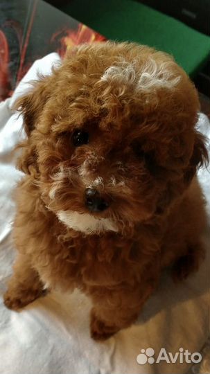 Той-пудель девочки