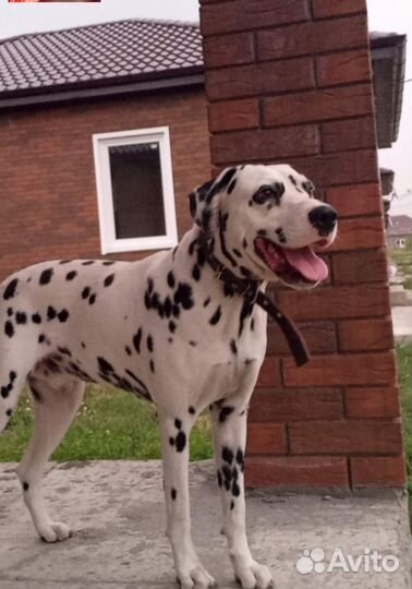 Вязка далматинец