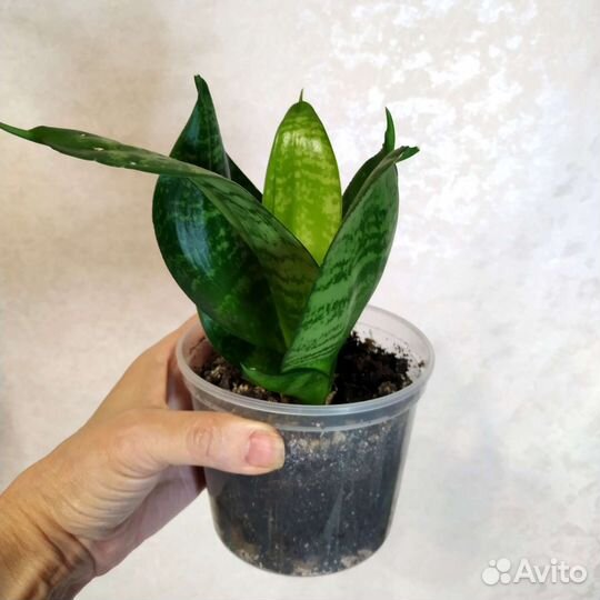 Сансевиерия ханни