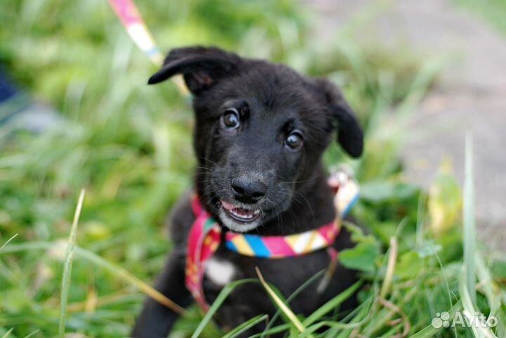 Фотограф анималист