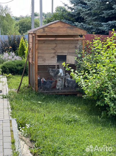 Курятник зимний