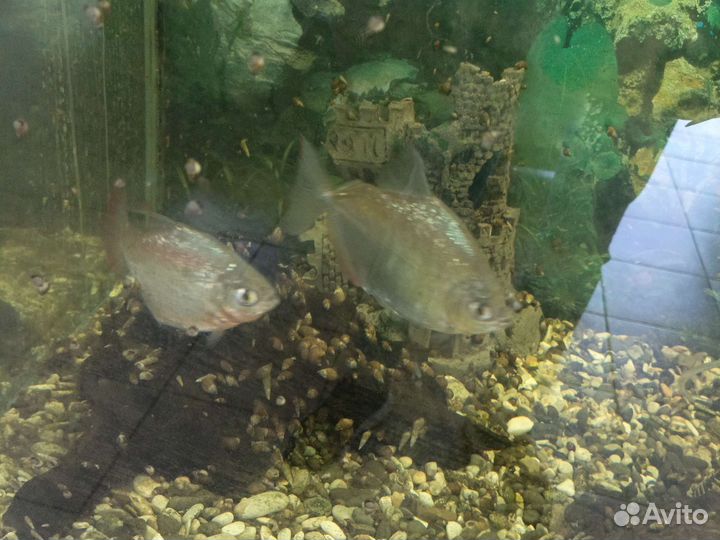 Аквариумные рыбы