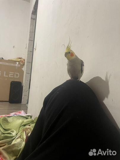 Попугай корела