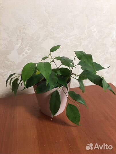 Фикус Бенджамина 50см бенжамин